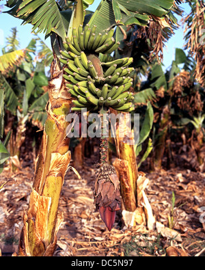 Banane verdi crescono sugli alberi, La Orotava Valley, Tenerife, Isole Canarie, Spagna. Foto Stock