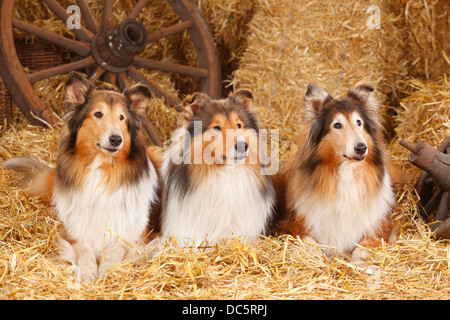 Ruvida |Collies Collies / Schottischer Schaeferhund Foto Stock