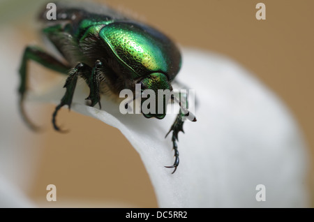 Goldie beetle (Cetonia aura) mangia la fioritura di gigli Foto Stock