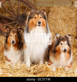 Ruvida |Collies Collies / Schottischer Schaeferhund Foto Stock