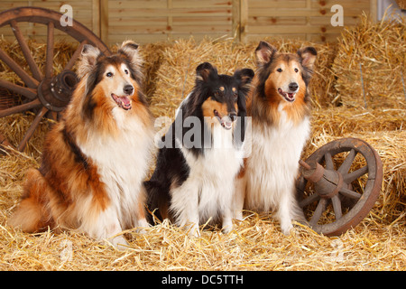 Ruvida |Collies Collies / Schottischer Schaeferhund Foto Stock