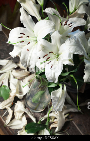 Vaso di gigli bianchi con la caduta di petali come muoiono Foto Stock