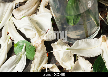 Base del vaso di vetro di gigli con petali caduti Foto Stock