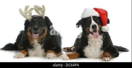 Babbo Natale e Rudolph cani - bernese cani da montagna vestiti come Babbo Natale e Rudolph guardando viewer isolati su sfondo bianco Foto Stock