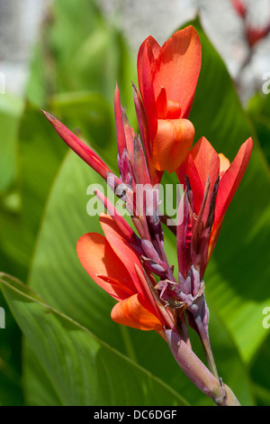 Canna hybrida fiore a fioritura Škrip villaggio sull'isola di Brac, Croazia Foto Stock