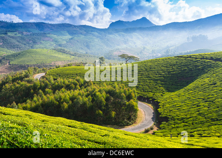 La strada attraverso piantagioni in India. Provincia Kerala Foto Stock