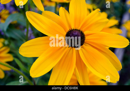 Primo piano di una vivace giallo nero-eyed susan fiore, rudbeckia hirta.'Estate Indiana' Foto Stock