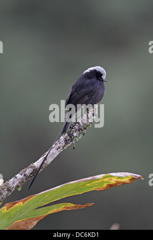 Long-tailed tiranno, Colonia colonus Foto Stock