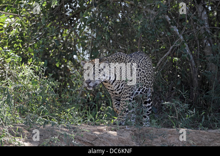 Jaguar Panthera onca, camminando lungo la riva del fiume nel Pantanal brasiliano Foto Stock