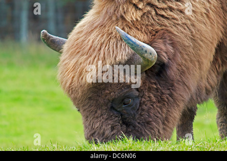 Un Bisonte Europeo il pascolo di erba Foto Stock