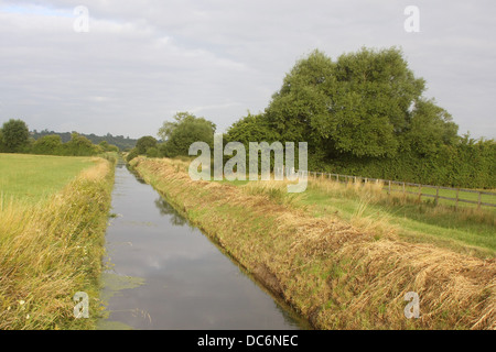 Rhynes sui livelli di Somerset vicino a Cheddar, Somerset. Agosto 2013 Foto Stock