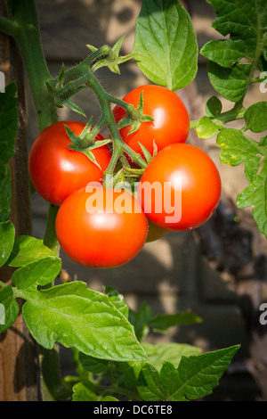 Pomodori maturi sulla vite Foto Stock