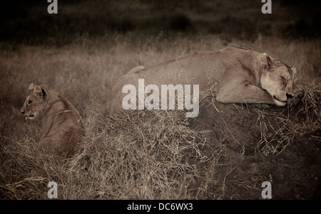 Madre femmina Lion Sleeps con il suo cucciolo. Serengeti . Tanzania Africa. Foto Stock