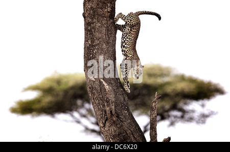 Leopard salta giù dalla struttura ad albero Serengeti Tanzania Foto Stock