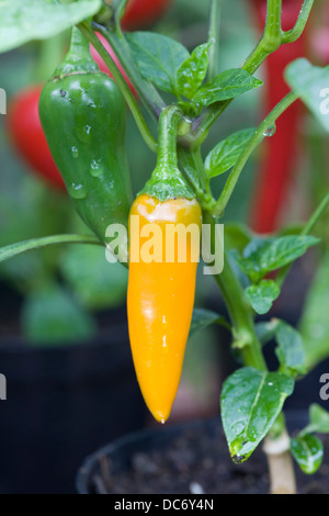 Carota bulgara di peperoncino che cresce in una pentola all'interno di una casa verde Foto Stock