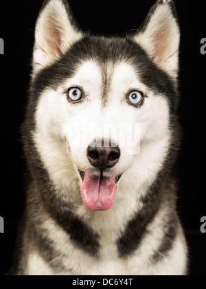 Siberian Husky cane occhi blu timone su sfondo nero ritratto Foto Stock