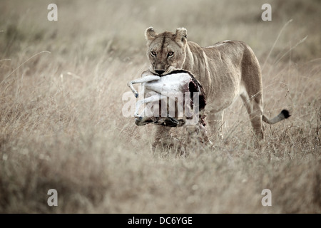 Femmina madre lion con gazzella preda . Serengeti . Tanzania Africa. Foto Stock