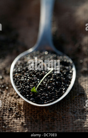 Chia semi sul cucchiaio, close-up Foto Stock