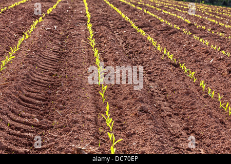 Giovani piante di mais germinazione in un campo di fattoria in primavera. Foto Stock