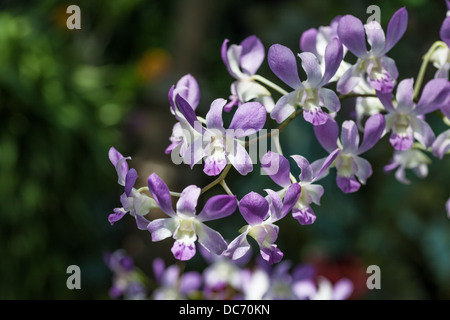 Belle fioriture di conservetory coltivate orchidee. Foto Stock