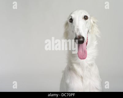 Cane bianco / Russo wolfhound razza di cane domestico dalla Russia / Bielorussia Foto Stock
