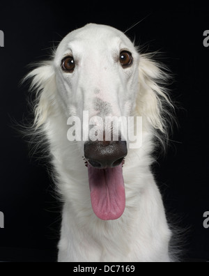 Cane bianco / Russo wolfhound razza di cane domestico dalla Russia / Bielorussia Foto Stock