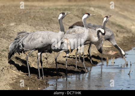 Comune, gru grus grus, bere il gregge Foto Stock