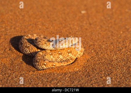 Peringuey il sommatore (sidewinding sommatore) (Bitis peringueyi), Namib Desert, Namibia, Maggio 2013 Foto Stock