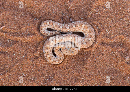 Peringuey il sommatore (sidewinding sommatore) (Bitis peringueyi), Namib Desert, Namibia, Maggio 2013 Foto Stock