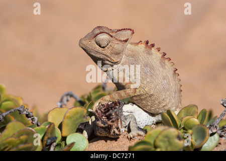 Namaqua chameleon (Chamaeleo namaquensis) con resti del rivale maschio ucciso in combattimento, Namib Desert, Namibia, Africa (Maggio 2013) Foto Stock