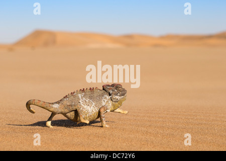 Namaqua chameleon (Chamaeleo namaquensis), Namib Desert, Namibia, Aprile 2013 Foto Stock