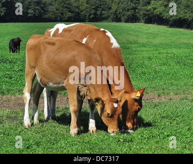 Una coppia di giovani Guernsey vacche leccare un salt lick in un prato inglese Foto Stock