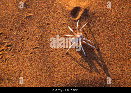 Dancing white lady spider (Leucorchestris arenicola), Namib Desert, Namibia, Maggio 2013 Foto Stock