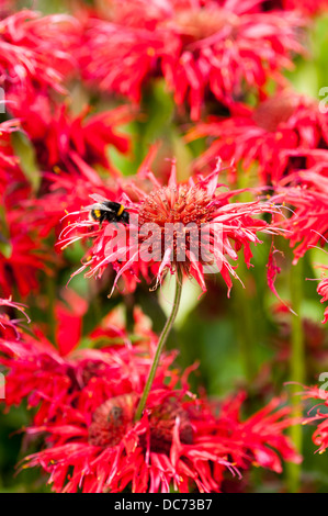 Monarda cambridge scarlet Foto Stock