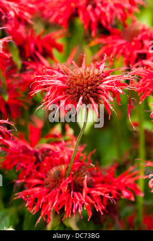 Monarda cambridge scarlet Foto Stock