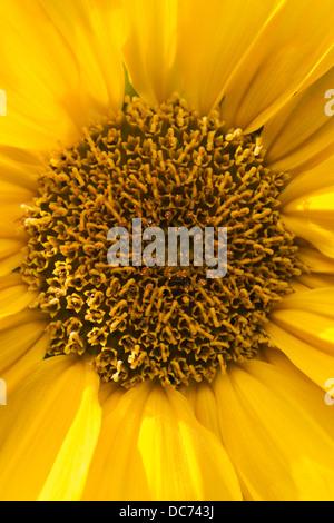 Helianthus annuus. In prossimità di una testa di girasole. Foto Stock