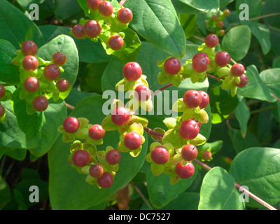 Hypericum forrestii capsule di seme in tarda estate, REGNO UNITO Foto Stock