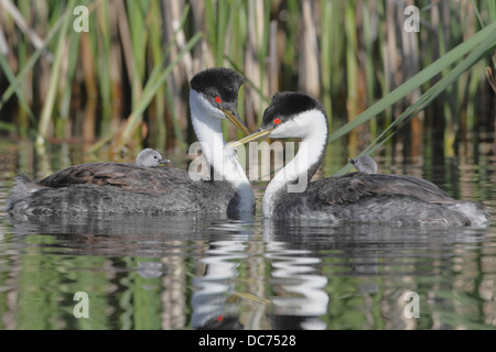 Western svasso (Aechmophorus occidentalis) Foto Stock