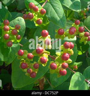 Hypericum forrestii capsule di seme in tarda estate, REGNO UNITO Foto Stock