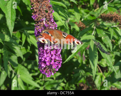 Farfalla pavone ( Ianchis io ) alimentazione su un Buddleia davidii fiore Foto Stock