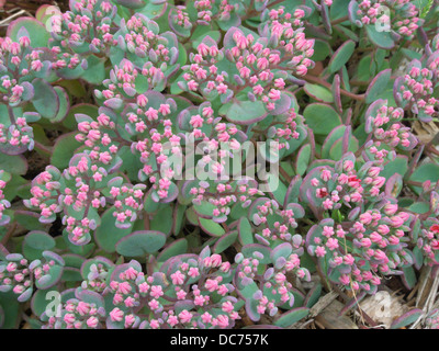 Sedum ewersii var. homophyllum 'tappeto di Rose' in fiore Foto Stock