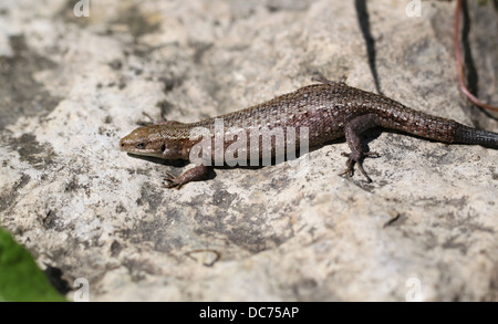 Avvistato lizard su una roccia di pietra Foto Stock