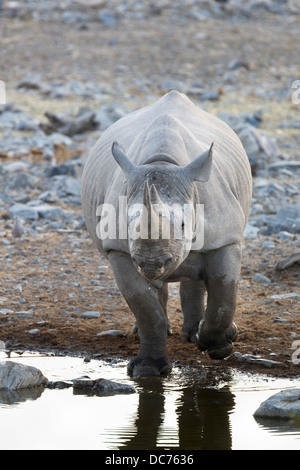 Il rinoceronte nero (Diceros simum), il Parco Nazionale di Etosha, Namibia, Maggio 2013 Foto Stock