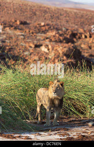 Desert lion (Panthera leo) regione di Kunene, Namibia, Africa, maggio 2013 Foto Stock