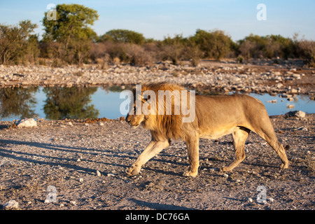 Lion maschio (Panthera leo), il Parco Nazionale di Etosha, Namibia Foto Stock