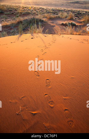 Orme nella sabbia, Namib Desert, Namibia, Maggio 2013 Foto Stock