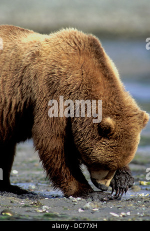 Orso bruno scavando le vongole in Kukak Bay, Katmai National Park, Alaska Foto Stock