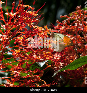 Grande punta arancione farfalla (Hebomoia glaucippe)il fiorire di una pagoda cinese (Clerodendrum paniculatum). Foto Stock