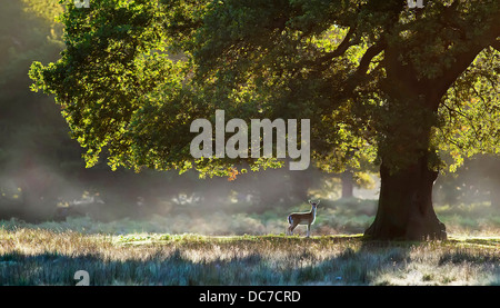 Daini sotto la quercia Foto Stock