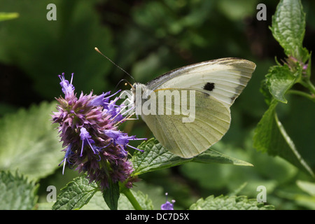 Grande femmina cavolo bianco (Sarcococca brassicae) rovistando su vari fiori viola con le ali aperte e chiuse Foto Stock